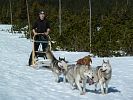 Psí spřežení Jeseníky - mushing je zážitek i adrenalin