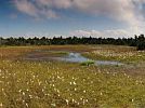 Národní přírodní rezervace Novodomské rašeliniště