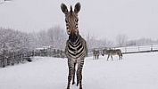 V ústecké zoo se narodily dvě zebří samičky