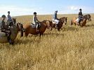 Farma Olšovka – statek s krásou huculských koní