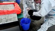Ptačí chřipka zasáhla už celou halu chovu v Brodu nad Tichou. Vybijí 220 tisíc nosnic