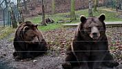 Večerníčkoví medvědi zvou do Berouna (nejen) na oslavu narozenin