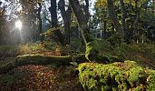 Národní přírodní rezervace Žofínský prales