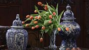 Královská zahrada Pražského hradu rozkvete stovkami vystavených tulipánů