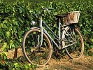 Cyklostezka Mezi poli a vinohrady
