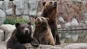 Medvědí rodinka pomáhá lámat návštěvnické rekordy v zoo Brno