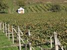 Jeviněvské vinařství - degustace vín na Dvořákově cestě na Říp