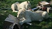 Hodonínská zoo má rekordní návštěvnost