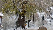Památný strom v Holubově na Českokrumlovsku připomíná dobu Otce vlasti