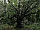Strom splněných přání u Pohořan nedaleko Olomouce