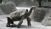 Pražská zoo otevírá opravený pavilon. Jedničkáři zaplatí za vstup jen korunu