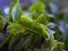 Naučná stezka se vzácnými druhy masožravých rostlin na Strakonicku 