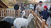 Vánoce na Floře Olomouc lákají na živý betlém, dárky i zabijačkové dobroty