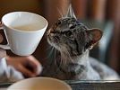 Envi café - kočičí kavárna