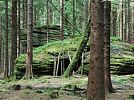 Zřícenina hrádku Šelmberk v Českém lese s žulovými balvany