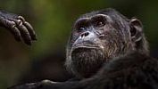 Kam o víkendu s dětmi: Šimpanzi oslaví narozeniny ve Dvoře Králové, medvědi v Chomutově