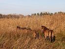 Rezervace divokých koní na Třeboňsku