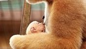 Vzácné mládě gibona se narodilo v Zoo Ostrava, pavilón je otevřený návštěvníkům