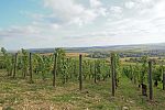 Ochutnávkový stánek na viniční trati Staré vinice Havraníky