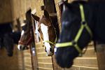 Jízdy na koních v jezdeckém klubu Harfa Ohrobec