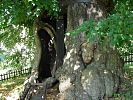 Tisíciletá lípa v Klokočově – nejstarší strom v ČR