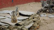 Zvířata všech kontinentů obývají zoopark ve Stěžerech
