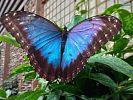 Papilonia v Brně - objevte kouzelný motýlí svět‎