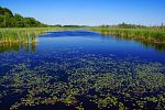 Mokřady dolního toku Dyje - Moravská Amazonie