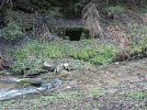 Habrovská studánka v Nedvědici