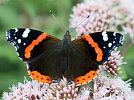 Motýlárium Votice – první otevřené motýlárium v Česku
