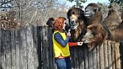 Zoologická praskala ve švech, ale rozhledna ještě nemá sezónu