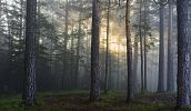 Tajemný les Bor u Českých Budějovic - místo paranormálních jevů