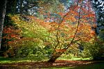 Arboretum Vysoké Chvojno