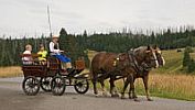 Koně na Šumavě o víkendech vozí místo dřeva turisty