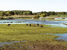 Rezervace divokých koní u rybníka Baroch