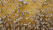 Provoz muzea včelařství v kolečském zámku začne do měsíce