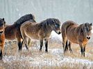 Rezervace divokých koní v Milovicích